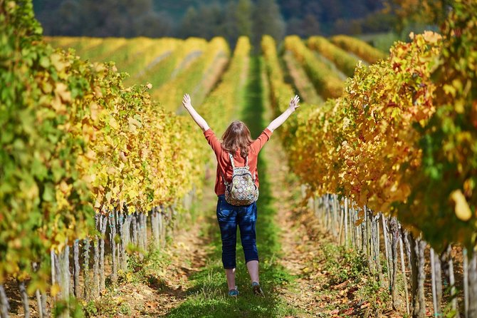 San Gimignano and Winery Experience with Lunch from Livorno - Two Tuscan wineries and a broader tasting
