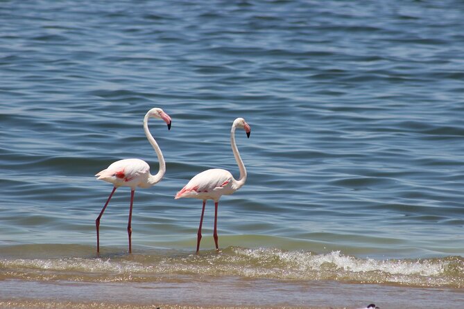 Sandwich Harbour Scenic Excursion - Design for the Cruise Ships - Wildlife along the salt pans and shore
