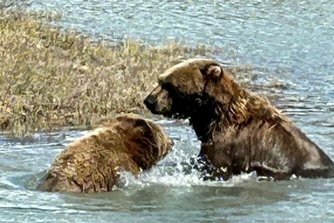 Seward: To Anchorage Full Day Transit Tour with Port Pickup - Meeting Alaska’s animals at the conservation center