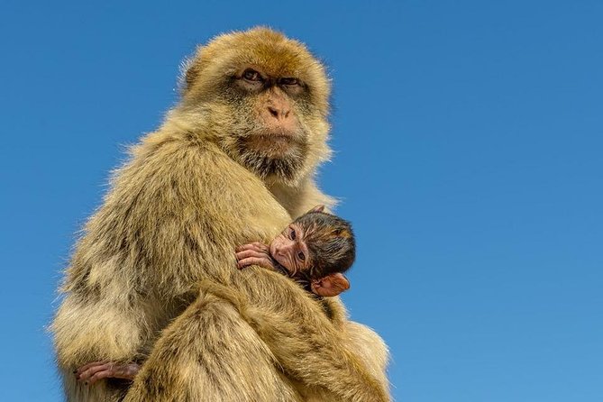 SHORE EXCURSION 3.30hrs Half Day Tour - Why Gibraltar works so well in three and a half hours