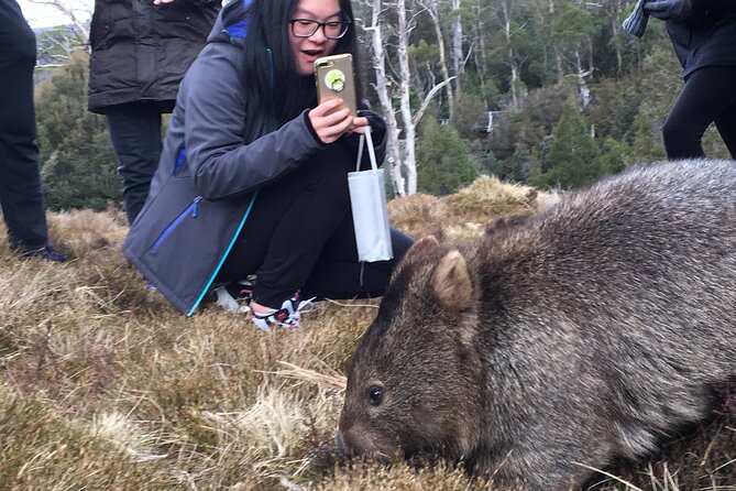Shore Excursion - Cradle Mountain Shuttle Bus from Burnie - Wildlife is one of the tour’s strongest rewards
