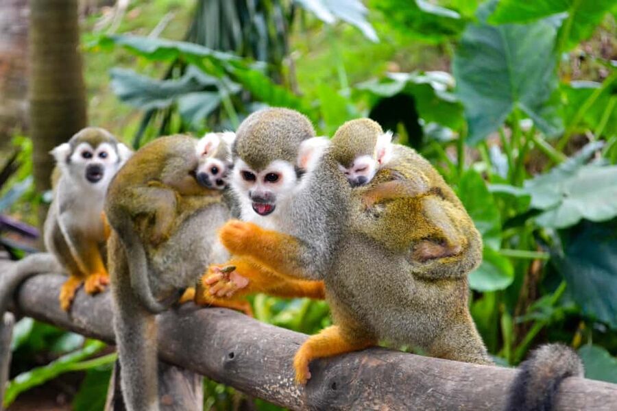 Shore Excursion Damajagua Waterfalls and Monkey Encounters - Why Damajagua works for an active half-day