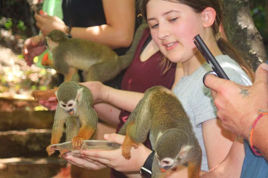 Shore Excursion Damajagua Waterfalls and Monkey Encounters - Who should book this Puerto Plata excursion