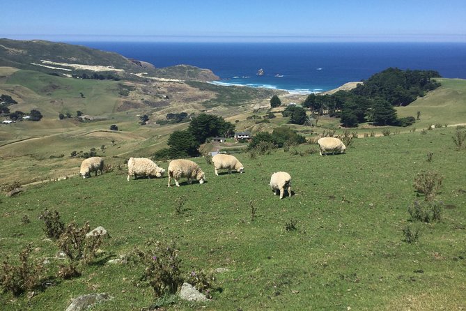 Shore Excursion: Dunedin City, Otago Peninsula, Castle Gardens & Olveston Tour - The Otago Peninsula drive