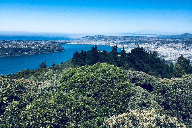 Shore Excursion: Dunedin City, Otago Peninsula, Castle Gardens & Olveston Tour - Larnach Castle Gardens and the extra admission