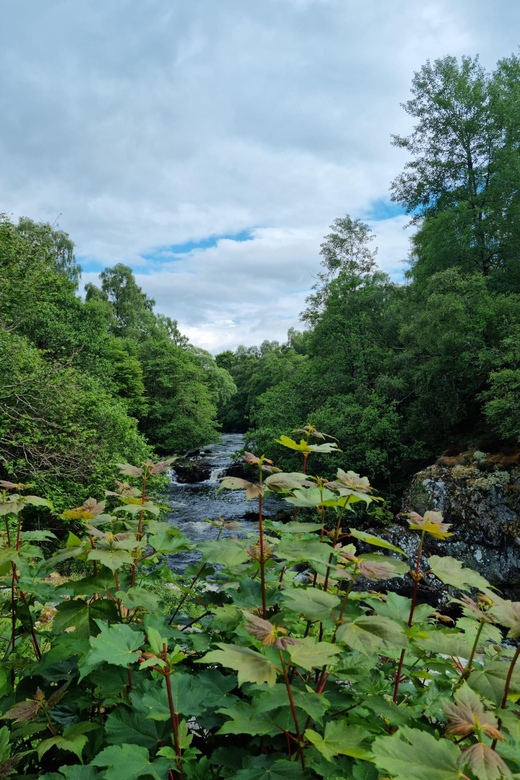 Shore excursion from Invergordon - Castles, Scenery & Whisky - Loch Fleet and the seal question