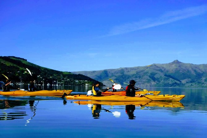 Shore Excursion Guided Sea Kayaking through Akaroa Marine Reserve - Why Akaroa is such a good place to kayak