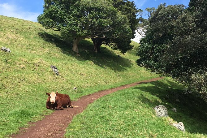 Shore Excursion: Half-Day Auckland Volcanoes Tour - Price, value, and what you are really buying