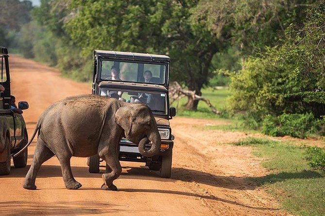 Shore Excursion Hambantota Port to Yala Safari and Come back(All Inclusive) - Four hours inside Yala National Park