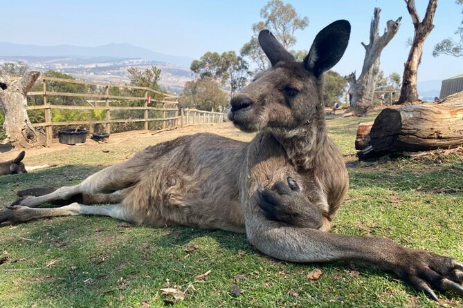 Shore Excursion: Hobart Highlights Day Tour - Bonorong Wildlife Sanctuary and the kangaroos