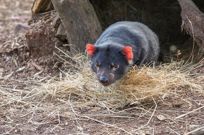 Shore Excursion: Hobart Highlights Day Tour - Guides make the difference