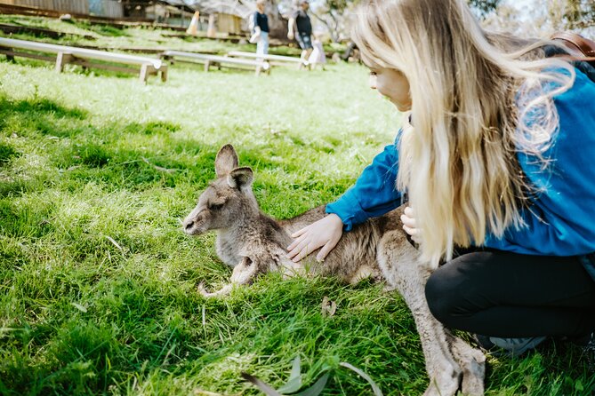 Shore Excursion: Hobart Wanderer - Bonorong Wildlife Sanctuary puts native animals close by