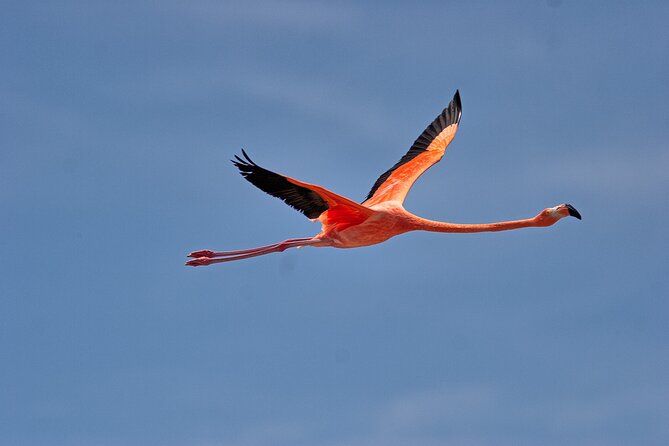 Shore Excursion Island Tour with Cultural Museum with beach drop off - Booking, cancellations, and port-day planning