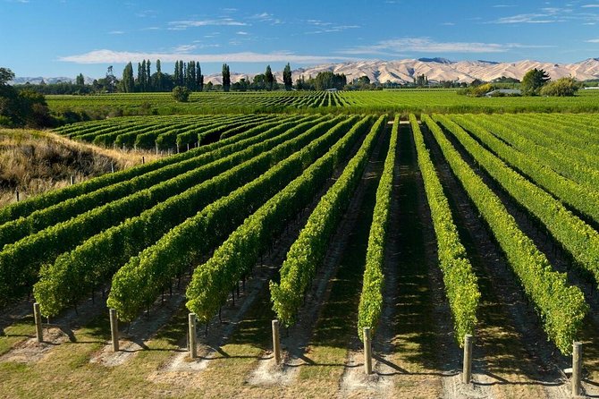 Shore Excursion Marlborough Wine Region Tour from Picton - Why Marlborough works so well on a Picton port day