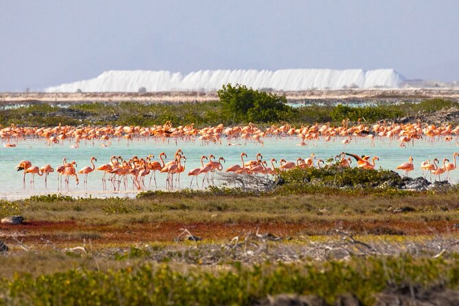 Shore Excursion: North and South Sides of Bonaire - Key points to know before booking