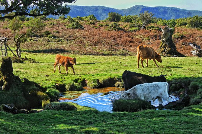 Shore Excursion - Northwest Terraces and Volcanic Pools 4x4 tour - Who will enjoy this day most