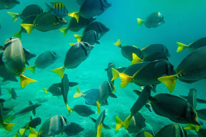 Shore Excursion Premium Family Snorkeling Experience - Equipment, lockers, and the sunscreen question