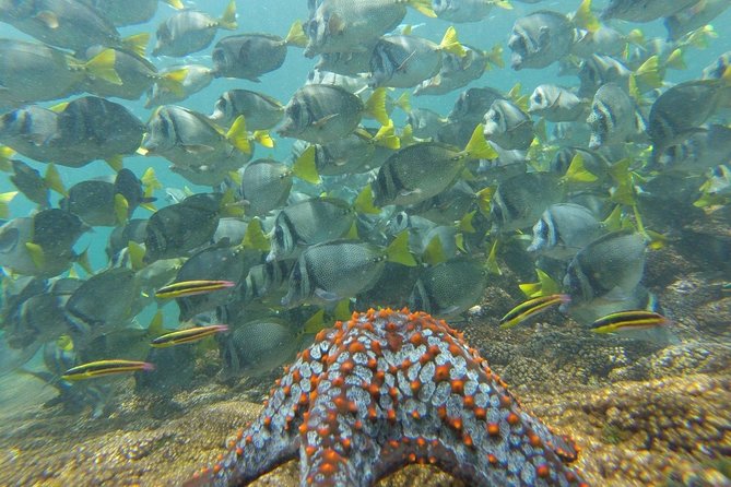 Shore Excursion Premium Family Snorkeling Experience - How the $69 price measures up