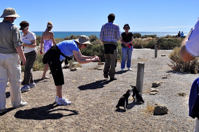 Shore Excursion Punta Tombo cruise passengers Puerto Madryn - Walking among the Magellanic penguins