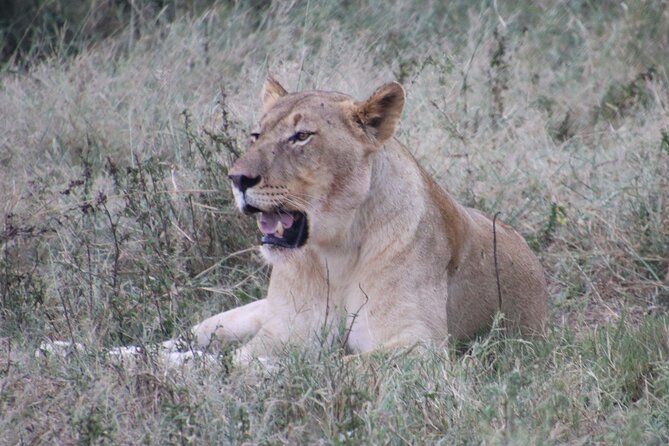 Shore Excursion Richards Bay Big 5 Safari Experience - Key points at a glance