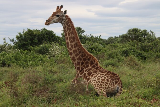 Shore Excursion Richards Bay Big 5 Safari Experience - Why this Richards Bay safari is worth your day