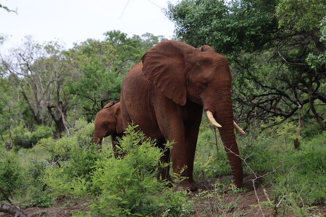 Shore Excursion Richards Bay Big 5 Safari Experience - The guide can make or break the day