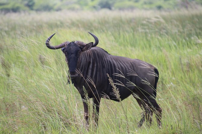 Shore Excursion Richards Bay Big 5 Safari Experience - Price and overall value at $283.29