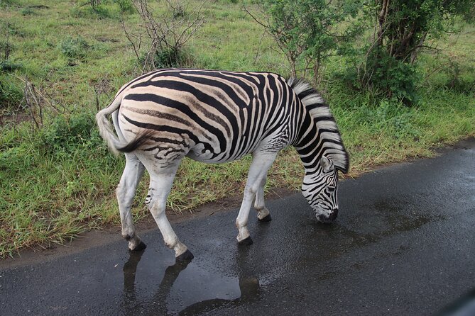 Shore Excursion Richards Bay Big 5 Safari Experience - Choosing between Hluhluwe and iMfolozi