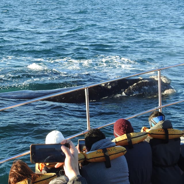 Shore Tours Peninsula Valdes Puerto Madryn Cruise Passengers - Caleta Valdés and Punta Cantor: The Wildlife Core