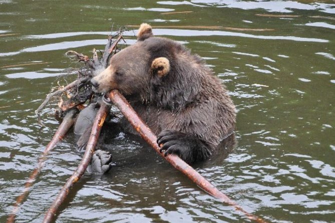 Sitka Shore Excursion: Bears, Raptor Center, & Totem Park Tour (Small Group) - A compact introduction to Sitka’s wild side
