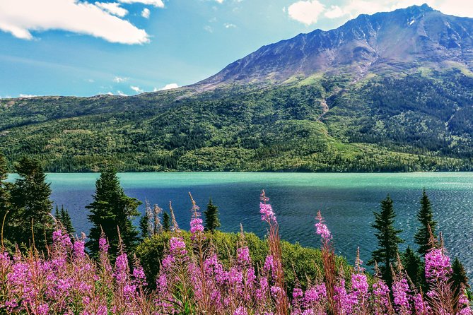 Skagway Shore Excursion: Full-Day Tour of the Yukon - A small minibus and a guide who keeps the day moving