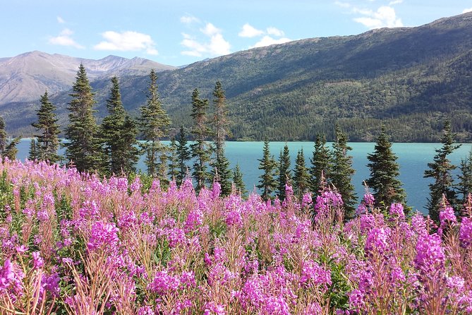 Skagway Shore Excursion: Half-Day Tour to the Yukon Border and Suspension Bridge - Key details before you reserve