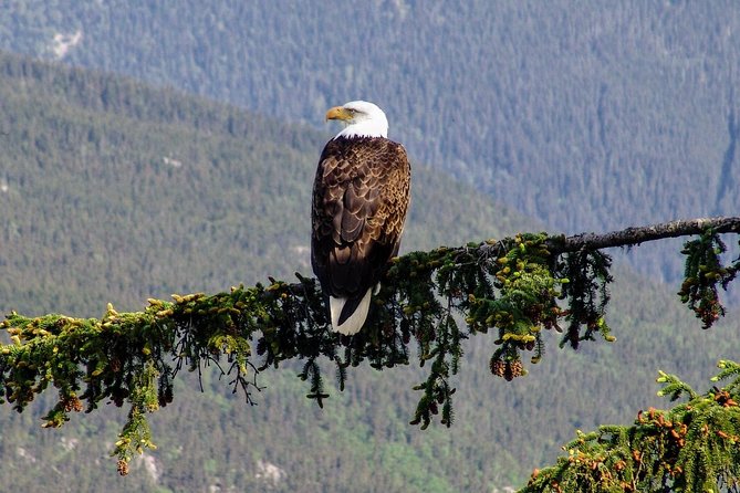 Skagway Shore Excursion: Scenic River Float Tour - A gentle way to leave Skagway’s port behind