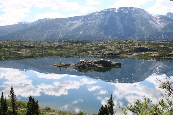 Skagway Shore Excursion: Yukon Discovery Tour - Wildlife sightings along the road