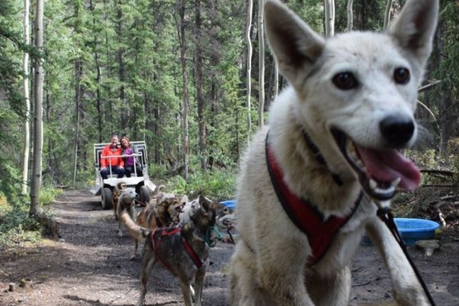 Skagway Shore Excursion: Yukon Discovery Tour - Meeting point, timing, and practical details