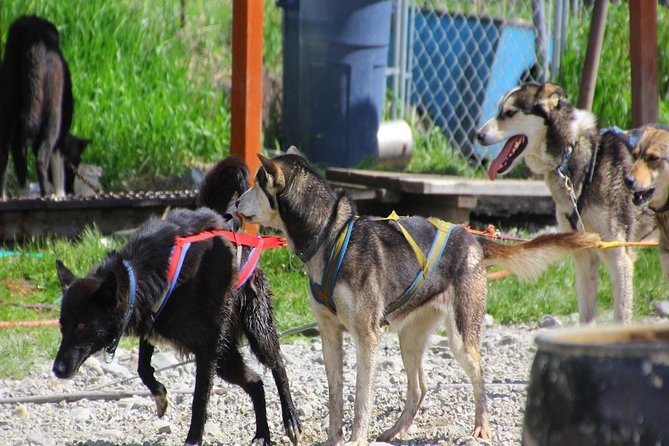 Skagway Shore Excursion: Yukon Dog Sledding and Sightseeing Tour - Emerald Lake is more than a quick roadside stop