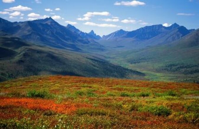 Skagway Shore Excursion: Yukon Dog Sledding and Sightseeing Tour - Puppies are wonderful, but access varies
