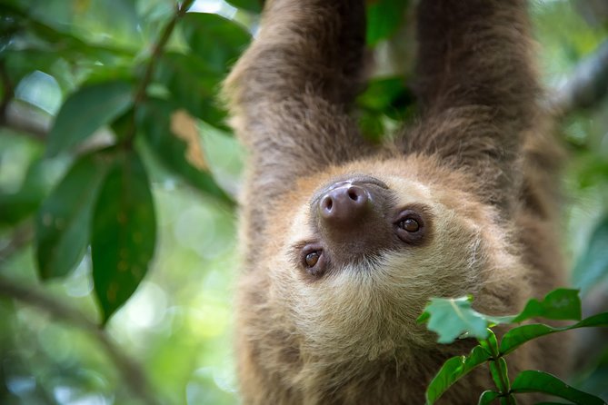 Sloths Lovers Tour. Puerto Limon Shore Excursion - Two places to search for sloths in one morning