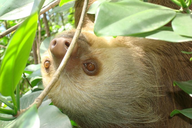 Sloths Lovers Tour. Puerto Limon Shore Excursion - Tortuguero Canal, wildlife from a quiet boat