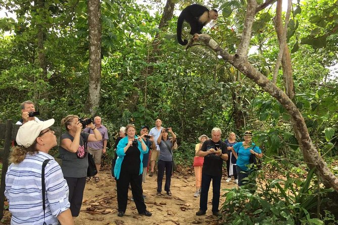 Sloths Lovers Tour. Puerto Limon Shore Excursion - Walking, mobility, and comfort