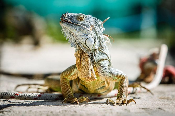 St Maarten Shore Excursion: Snorkeling and Speed Boat Tour - What the $129 price really includes