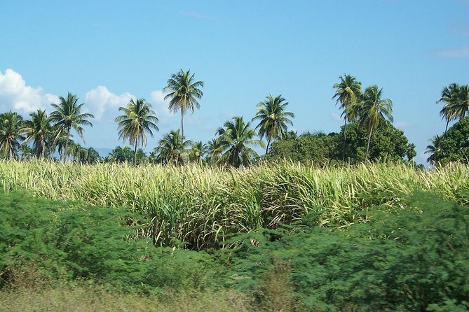 Taino Bay Shore Excursion - 2 person Buggy Tour - The Return Route Completes the Four-Hour Loop