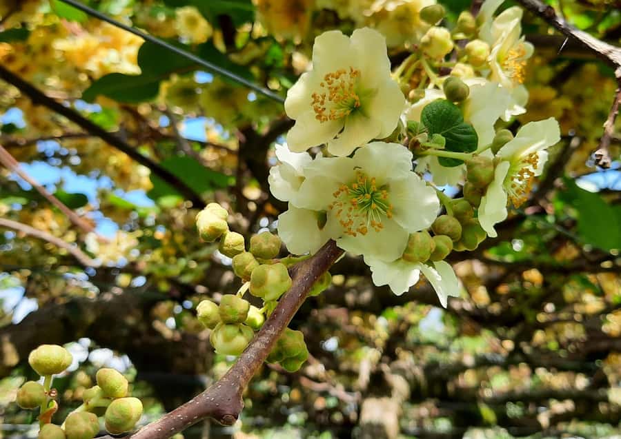 Tauranga: Kiwifruit Destination and Sights Shore Excursion - A small minibus changes the feel of the excursion