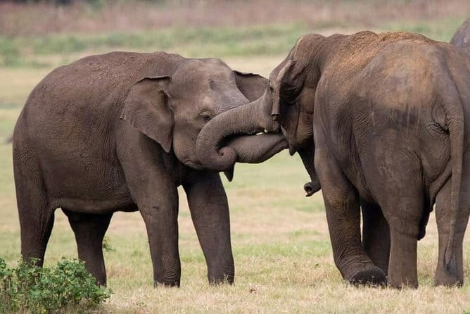 Udawalawe Elephant Safari and Orphanage Tour Shore Excursions - Guides who can make the difference