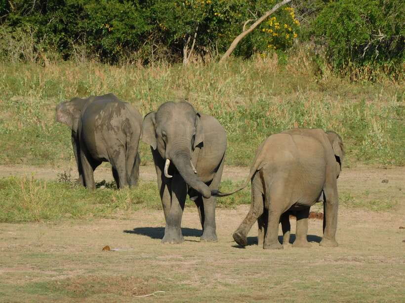 Udawalawe Safari Tour from Hambantota Port (Shore Excursion) - Booking tips for a better day
