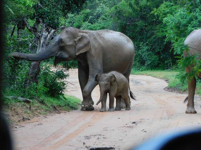 Udawalawe Safari Tour from Hambantota Port (Shore Excursion) - Five hours in Udawalawe National Park