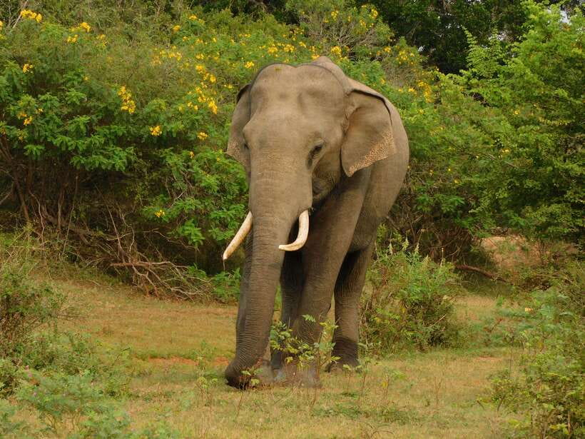 Udawalawe Safari Tour from Hambantota Port (Shore Excursion) - What the safari jeep is really like