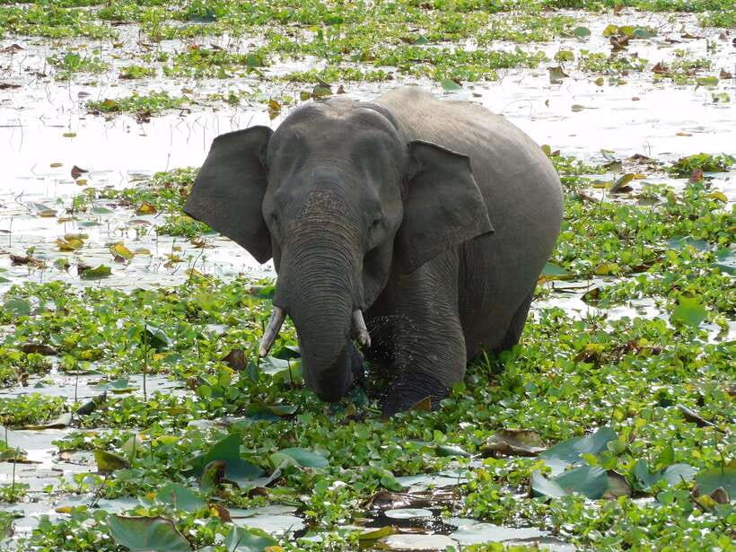 Udawalawe Safari Tour from Hambantota Port (Shore Excursion) - The road inland to Udawalawe
