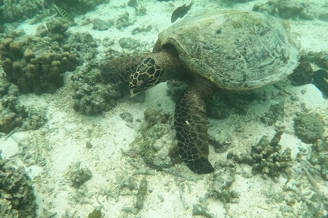 Ultimate Upolu Highlights Tour – Apia Cruise Ship Shore Excursion - Is $130 a fair price?