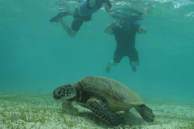 Water Taxi Signal Island Turtle Tour for cruisers - Signal Island gives you several hours to set your own pace